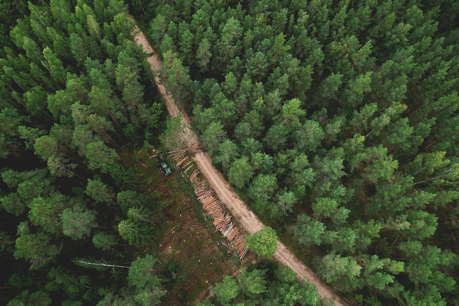 En skog syns ovanifrån. Genom skogen går en grusväg.