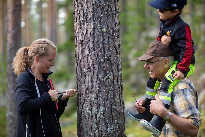 Kvinna borrar i ett träd medan en man med ett barn på axlarna tittar på. 